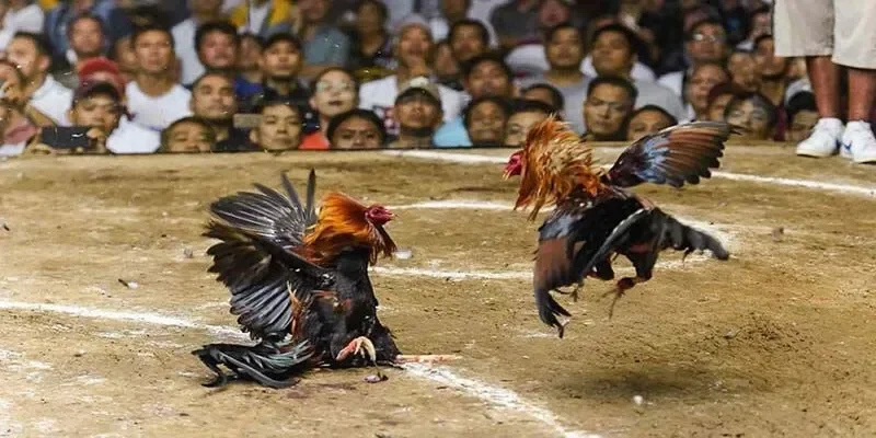 Sơ lược thông tin về bộ môn đá gà trực tiếp C1