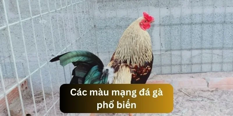 Tìm hiểu ý nghĩa của gà có màu mạng màu đen