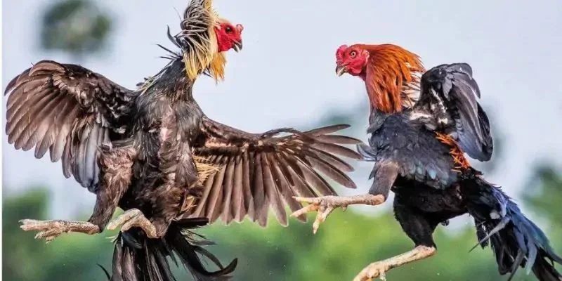Bí kíp chọn gà đá hay qua lối tấn công của chúng